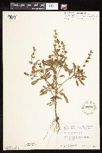 Salvia reflexa image