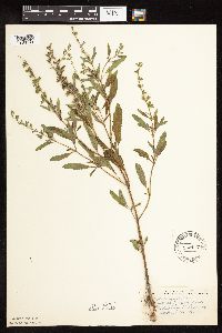 Salvia reflexa image