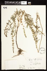 Salvia reflexa image