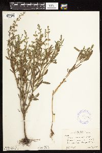 Salvia reflexa image