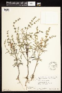 Salvia reflexa image