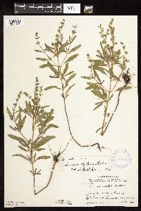 Salvia reflexa image