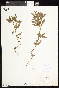 Salvia reflexa image