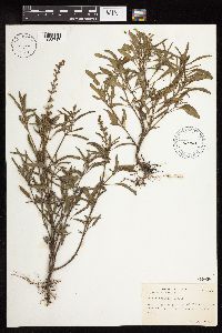 Salvia reflexa image