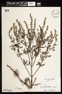 Salvia reflexa image