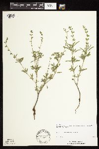 Salvia reflexa image