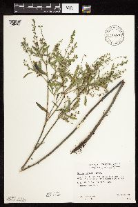 Salvia reflexa image