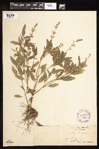 Salvia reflexa image