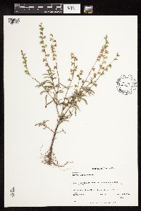 Salvia reflexa image