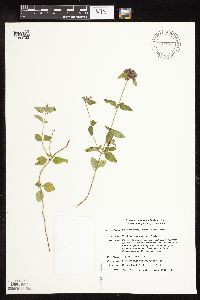 Clinopodium vulgare image