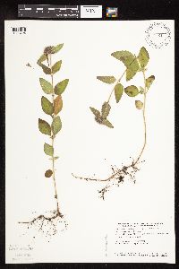 Clinopodium vulgare image