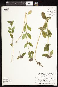 Clinopodium vulgare image