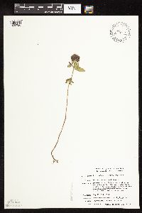 Clinopodium vulgare image