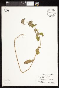Clinopodium vulgare image
