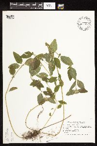 Clinopodium vulgare image