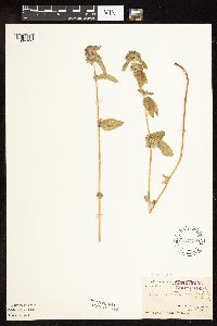 Clinopodium vulgare image