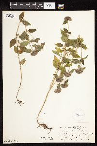 Clinopodium vulgare image