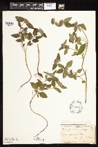 Clinopodium vulgare image