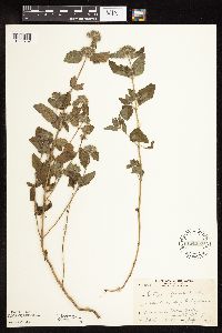 Clinopodium vulgare image