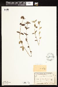 Clinopodium vulgare image
