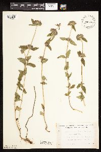 Clinopodium vulgare image