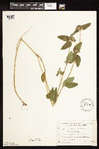 Clinopodium vulgare image