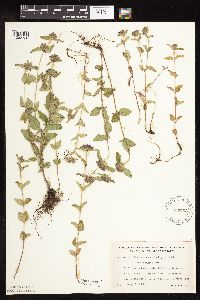 Clinopodium vulgare image