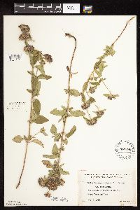 Clinopodium vulgare image