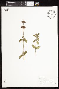Clinopodium vulgare image