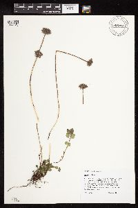Clinopodium vulgare image