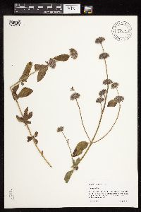 Clinopodium vulgare image
