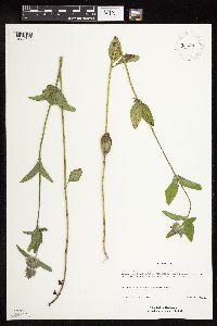 Clinopodium vulgare image