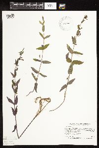 Scutellaria galericulata image