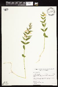 Scutellaria galericulata image