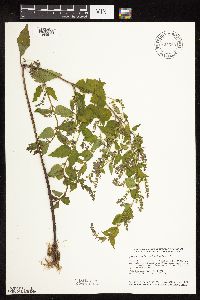 Scutellaria galericulata image