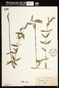 Scutellaria galericulata image