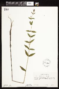 Scutellaria galericulata image