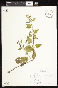 Image Associated With the Occurrence