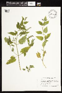 Scutellaria lateriflora image