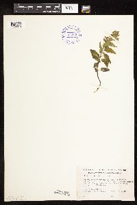 Scutellaria lateriflora image