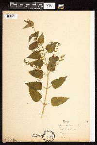 Image Associated With the Occurrence