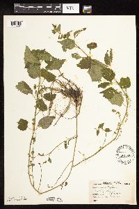 Scutellaria lateriflora image