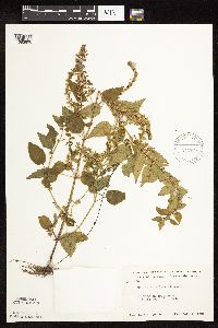 Scutellaria lateriflora image
