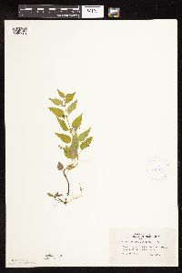 Scutellaria lateriflora image