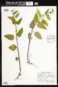 Image Associated With the Occurrence