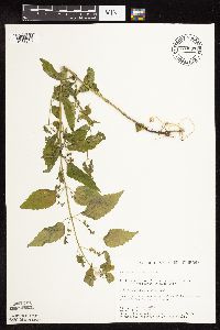 Scutellaria lateriflora image