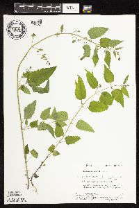 Scutellaria lateriflora image