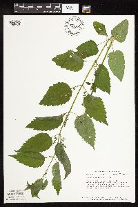 Scutellaria lateriflora image