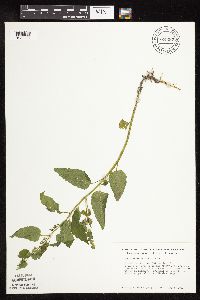 Scutellaria lateriflora image