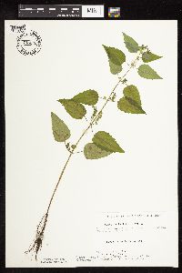 Scutellaria lateriflora image